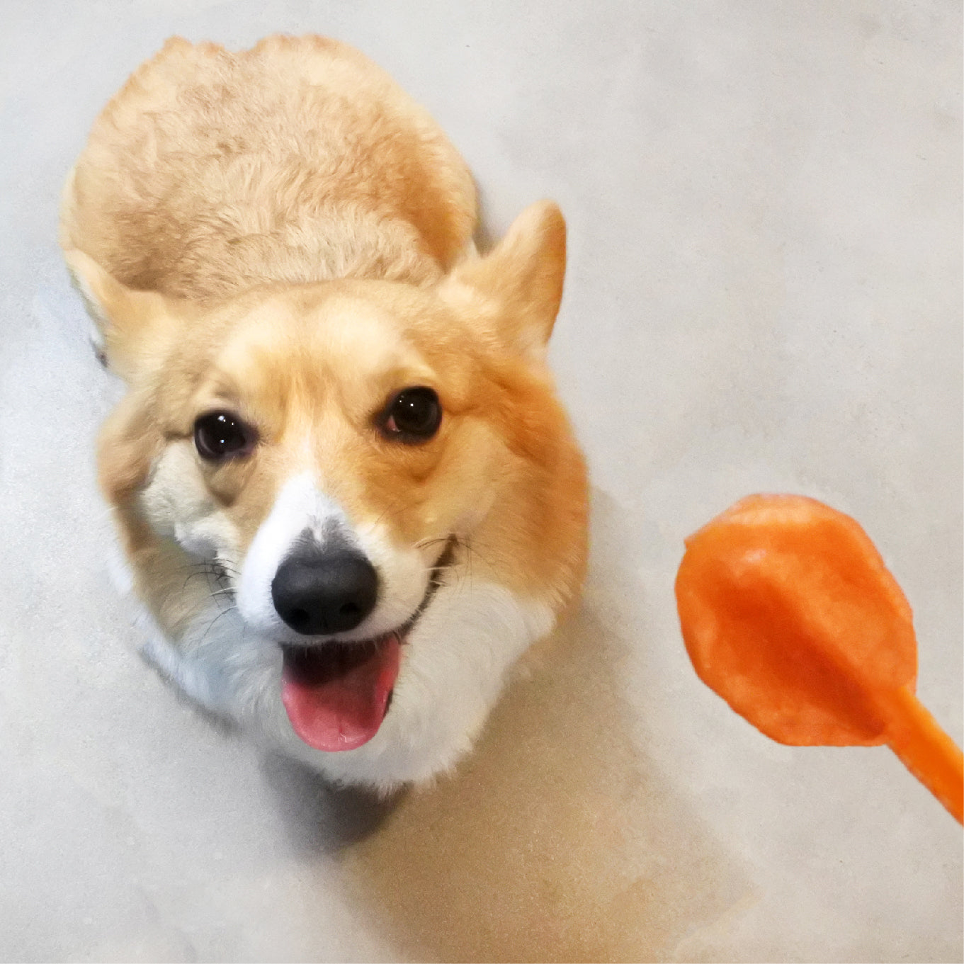 毛孩好棒棒 雞肉口味潔牙棒棒糖 單支裝